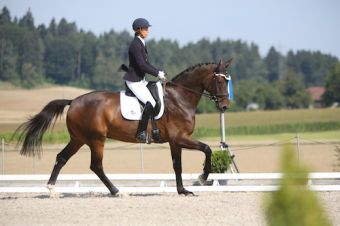Pferd als Motiv für Vermittlung und Verkauf